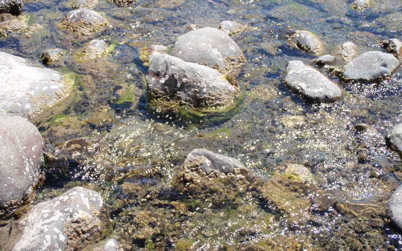 Didymo covering rocks in a riverbed. 