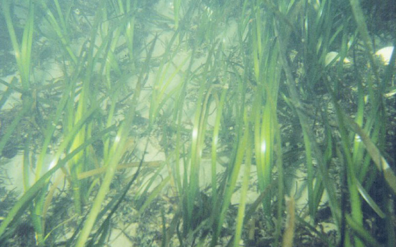 Eel grass. 