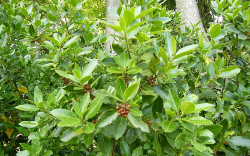 Evergreen buckthorn bush. 