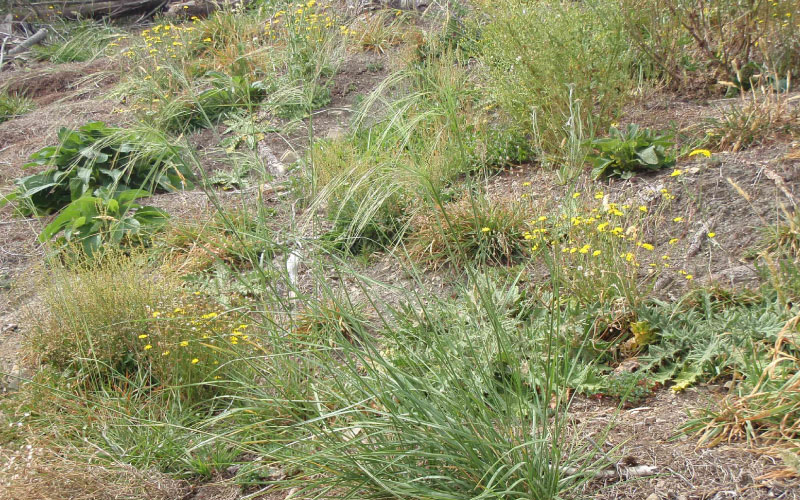 Giant Needle Grass. 