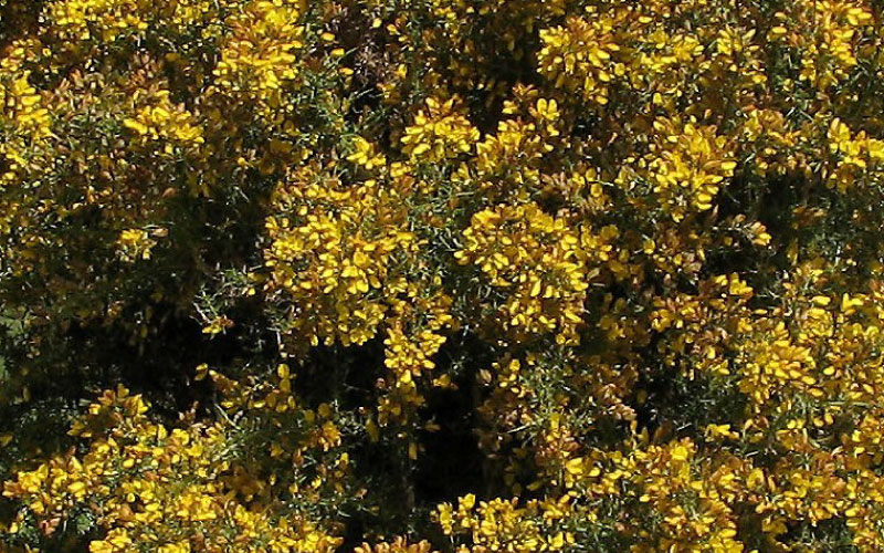 Flowering Gorse with yellow petals. 