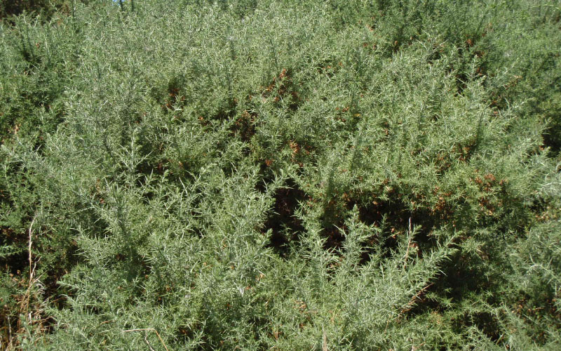 Thicket of Gorse bushes. 