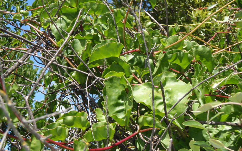 Madeira vine. 