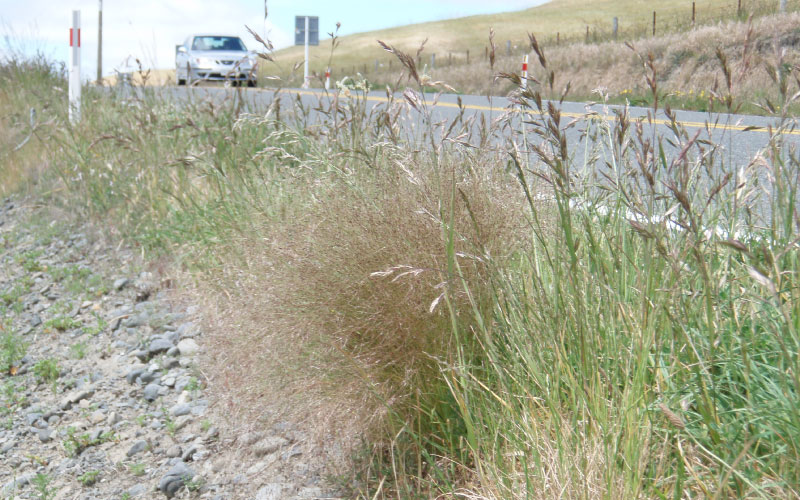 Nassella Tussock on road side. 