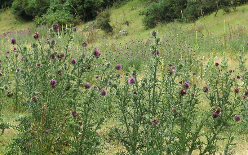 Infested field of Nodding Thistle with purple heads. 
