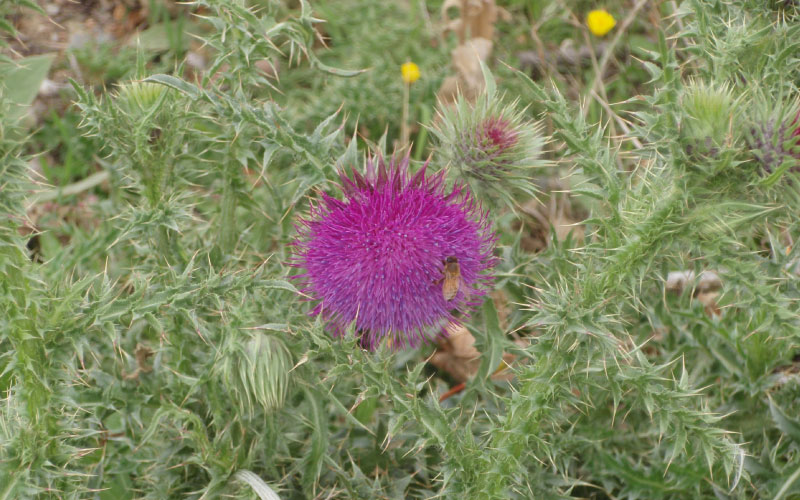 Nodding Thistle distinctive purple head. 