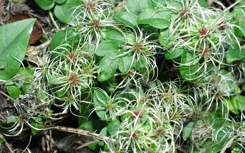 Invasive pest old man's beard