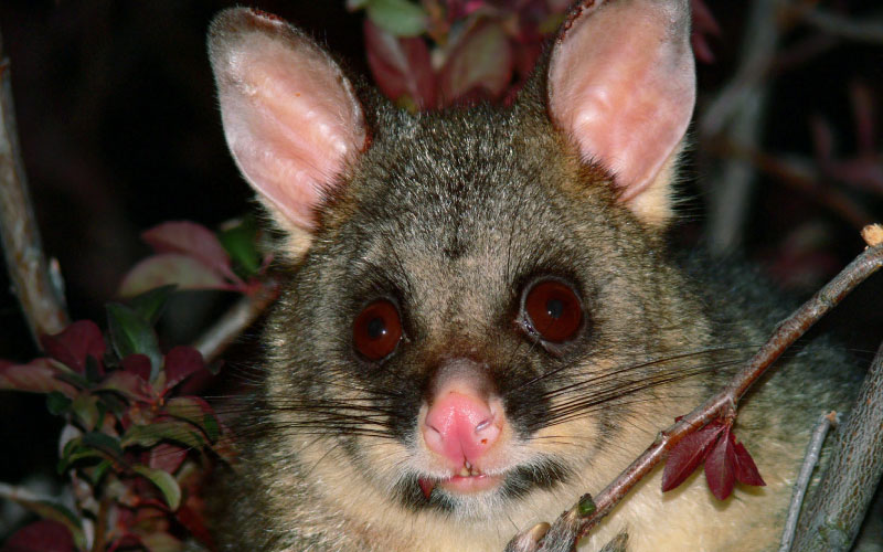 Possum pest species