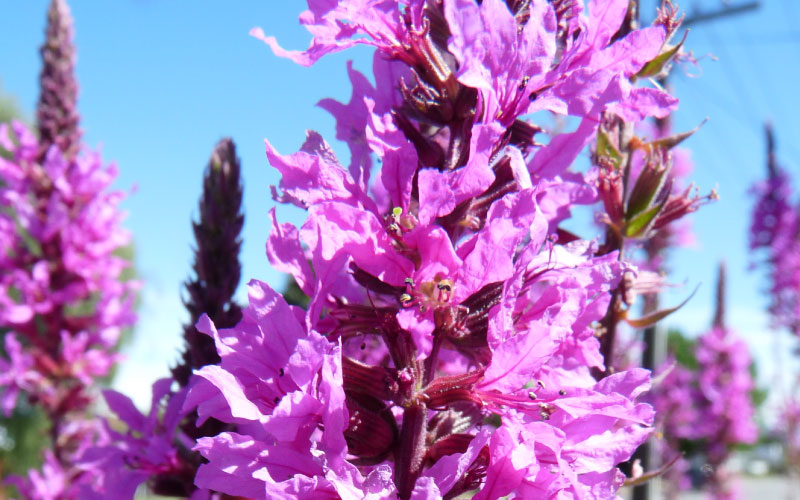 Purple Loosestrife flowers. 