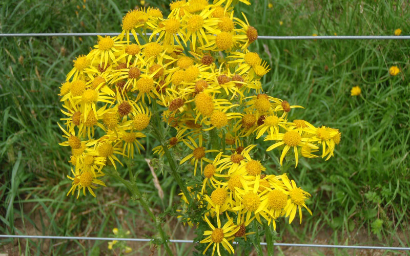 Ragwort plant with distinctive yellow daisy-like  flower heads. 
