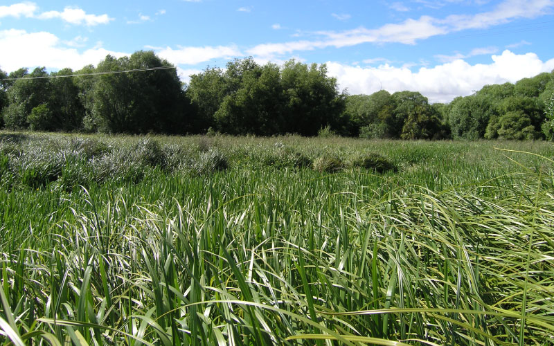 Wetland field of Reed Sweet Grass. 