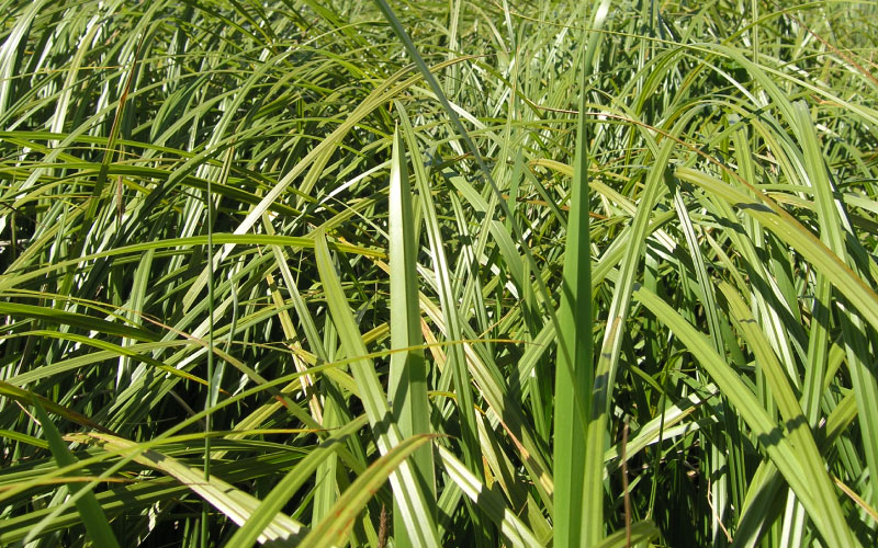 Close up of Reed Sweet Grass. 