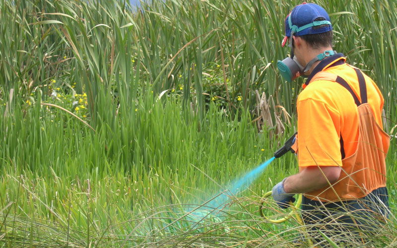 Chemical being sprayed on pest plant by biosecurity team member. 