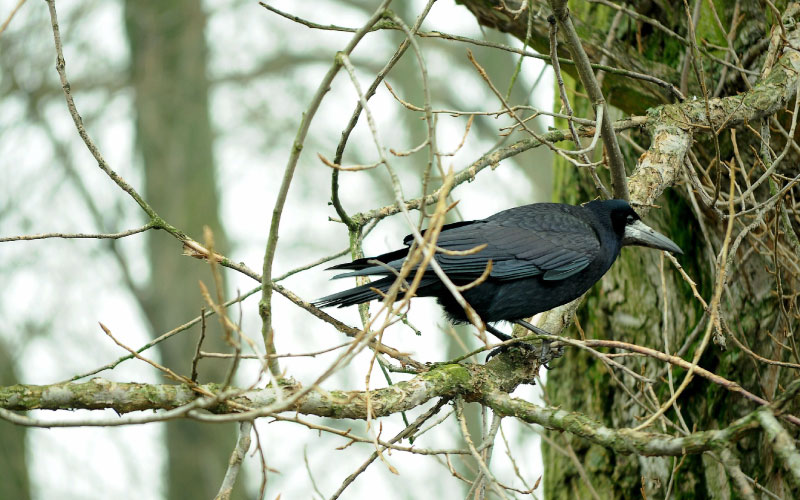 Rook  New Zealand Birds Online